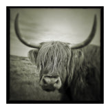 Elgol Cow (Print Only) thumbnail