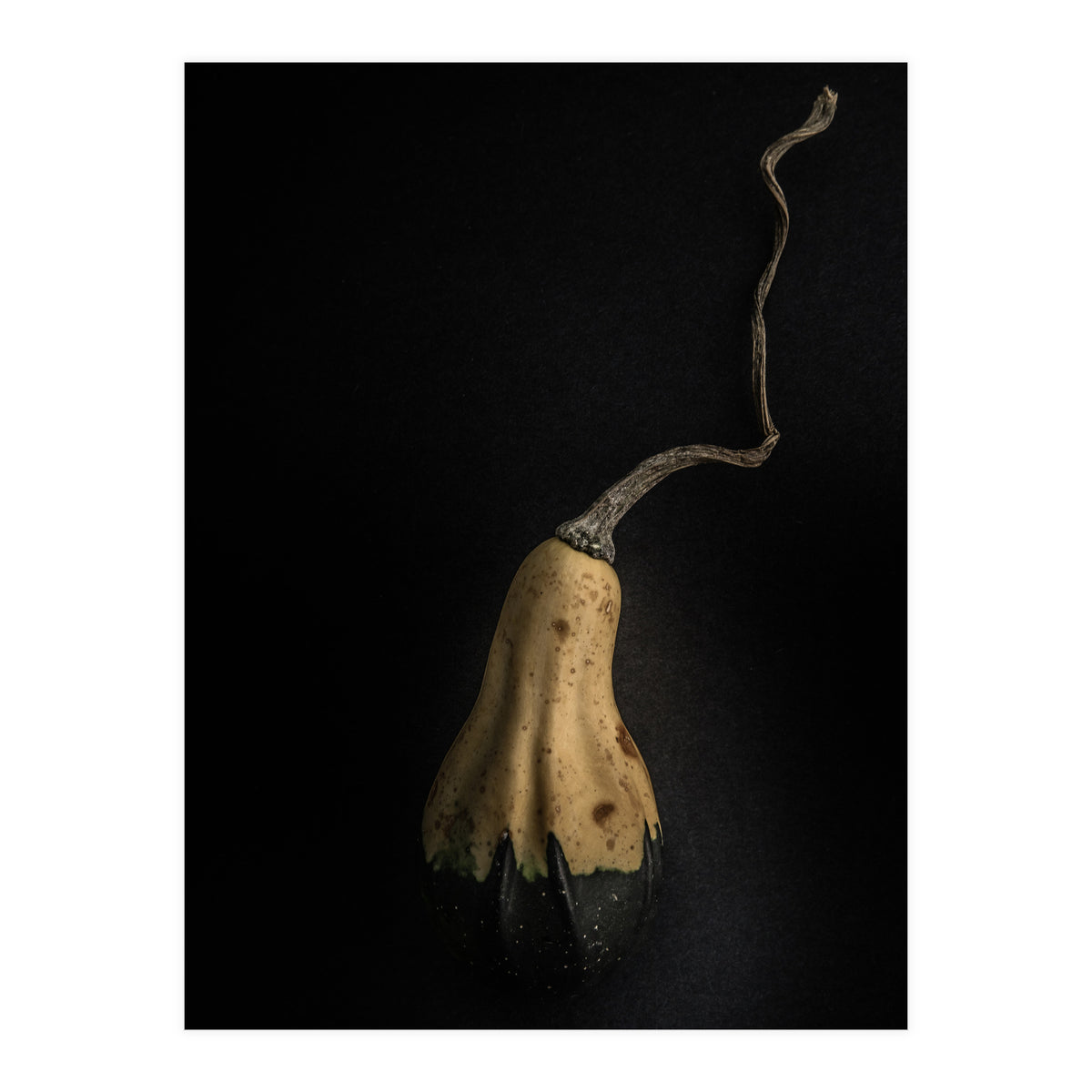 Gourds No 12 Color Version (Print Only)