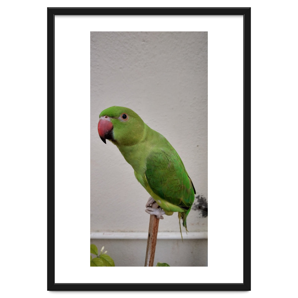 Beautiful Indian Parakeet