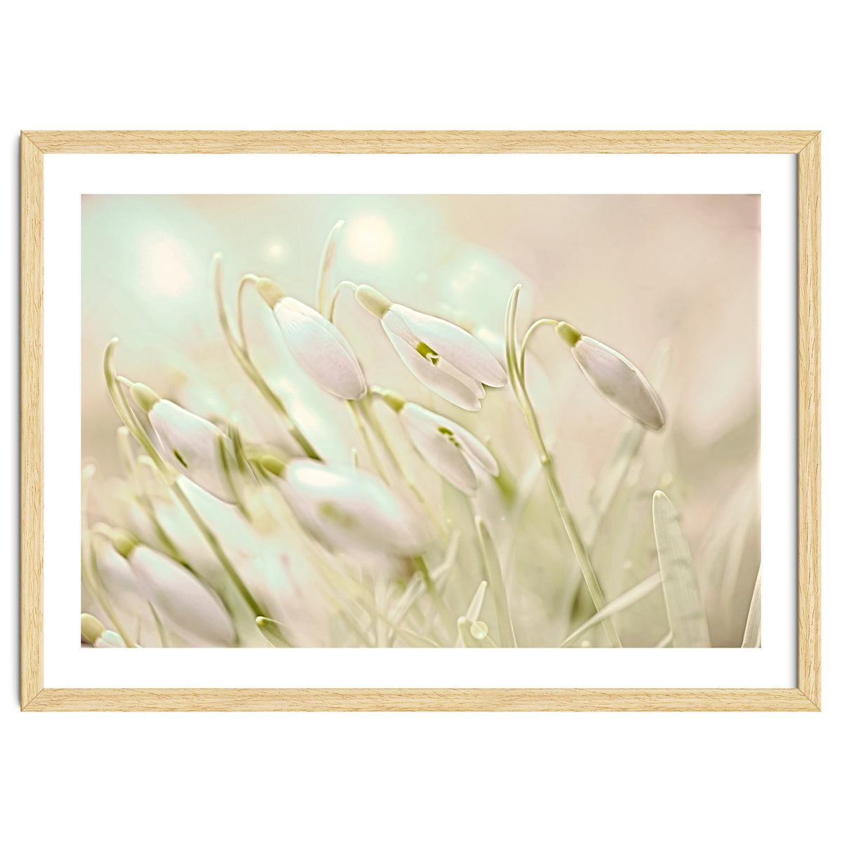 Enchanting Snowdrops