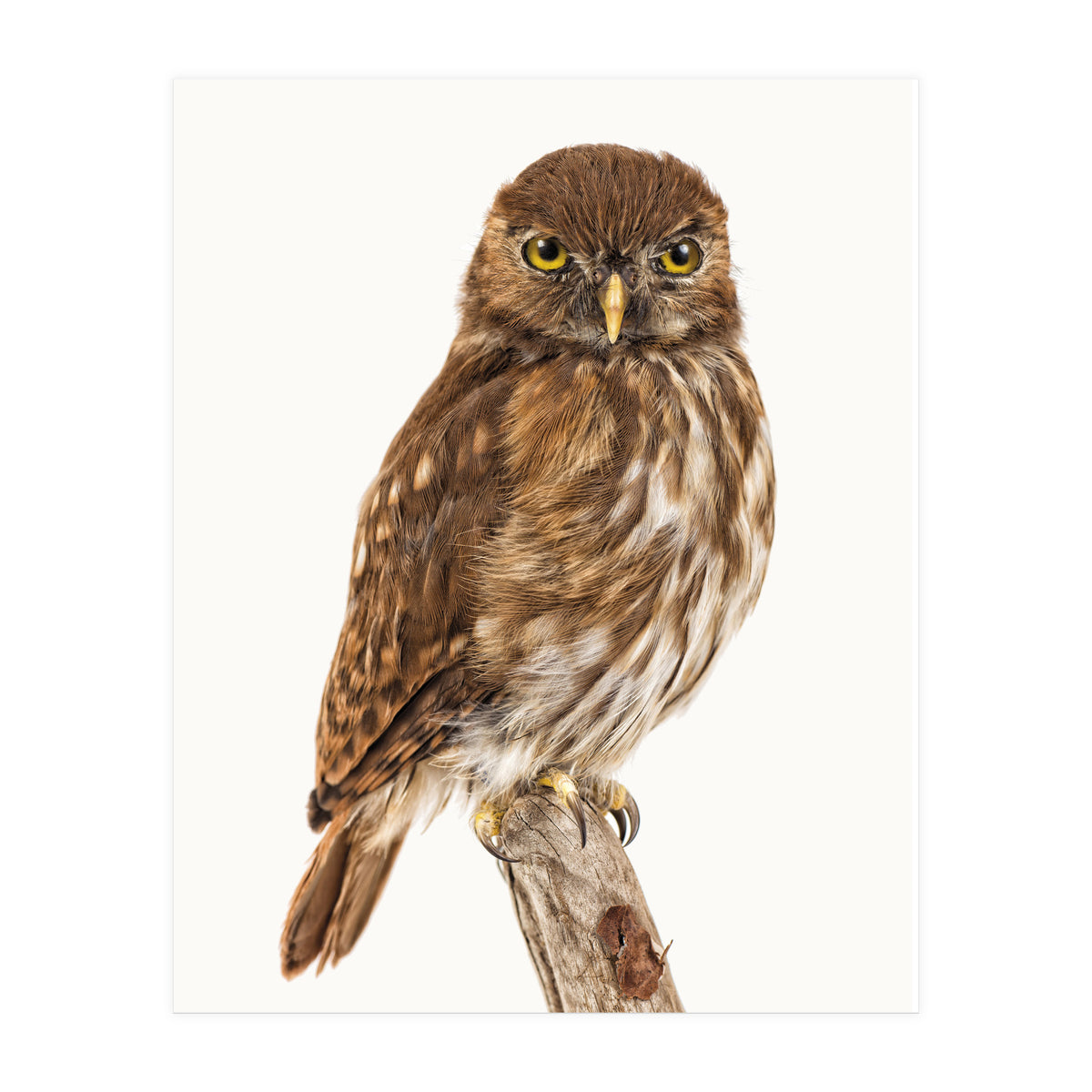 Cc Birds 10 (Print Only)