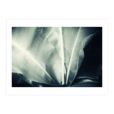 botanical 1 (Print Only) thumbnail