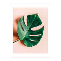 Monstera Shadow (Print Only)