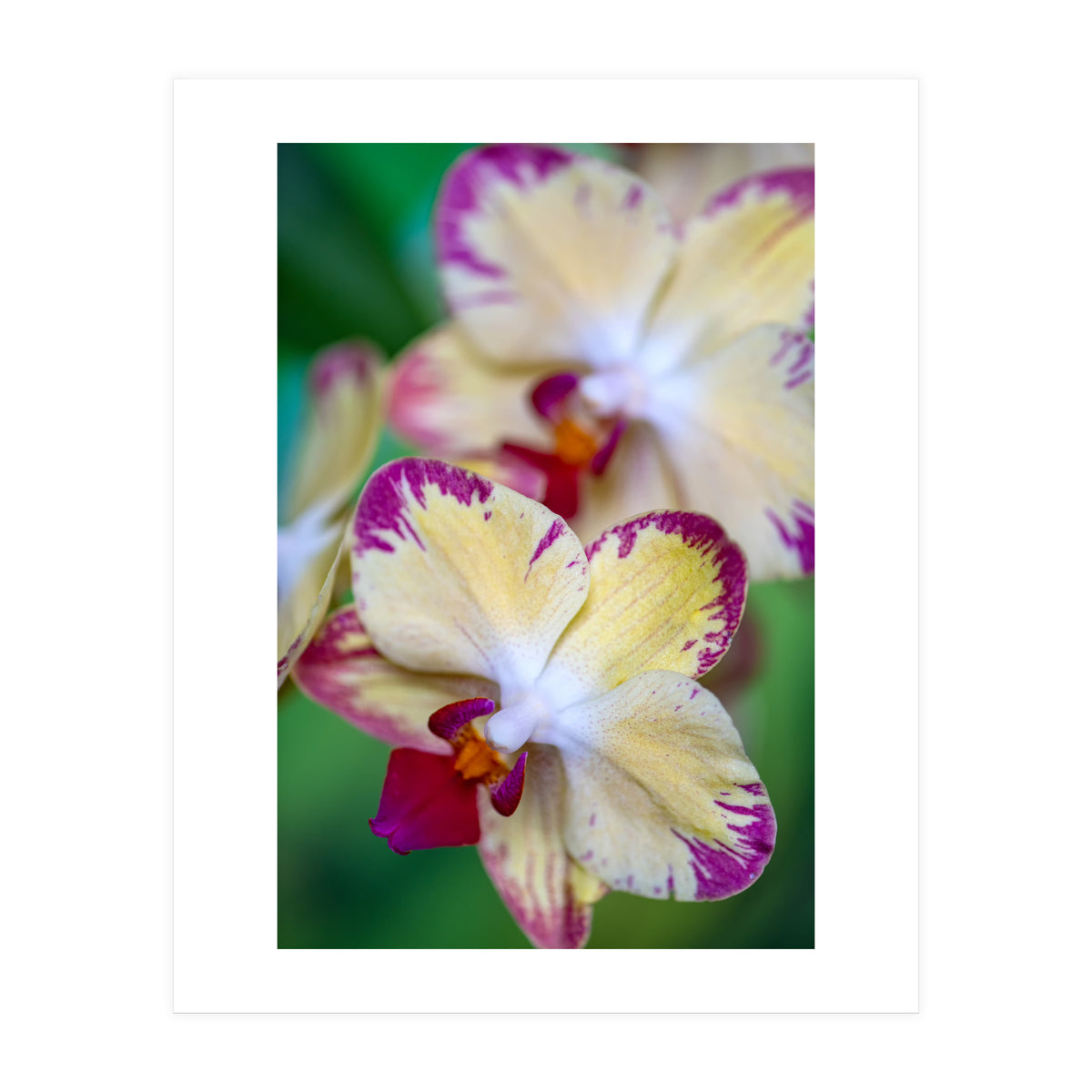 Orchidee Phalleanopsis (Print Only)