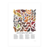 Saturniid Moths of North America (Print Only) thumbnail