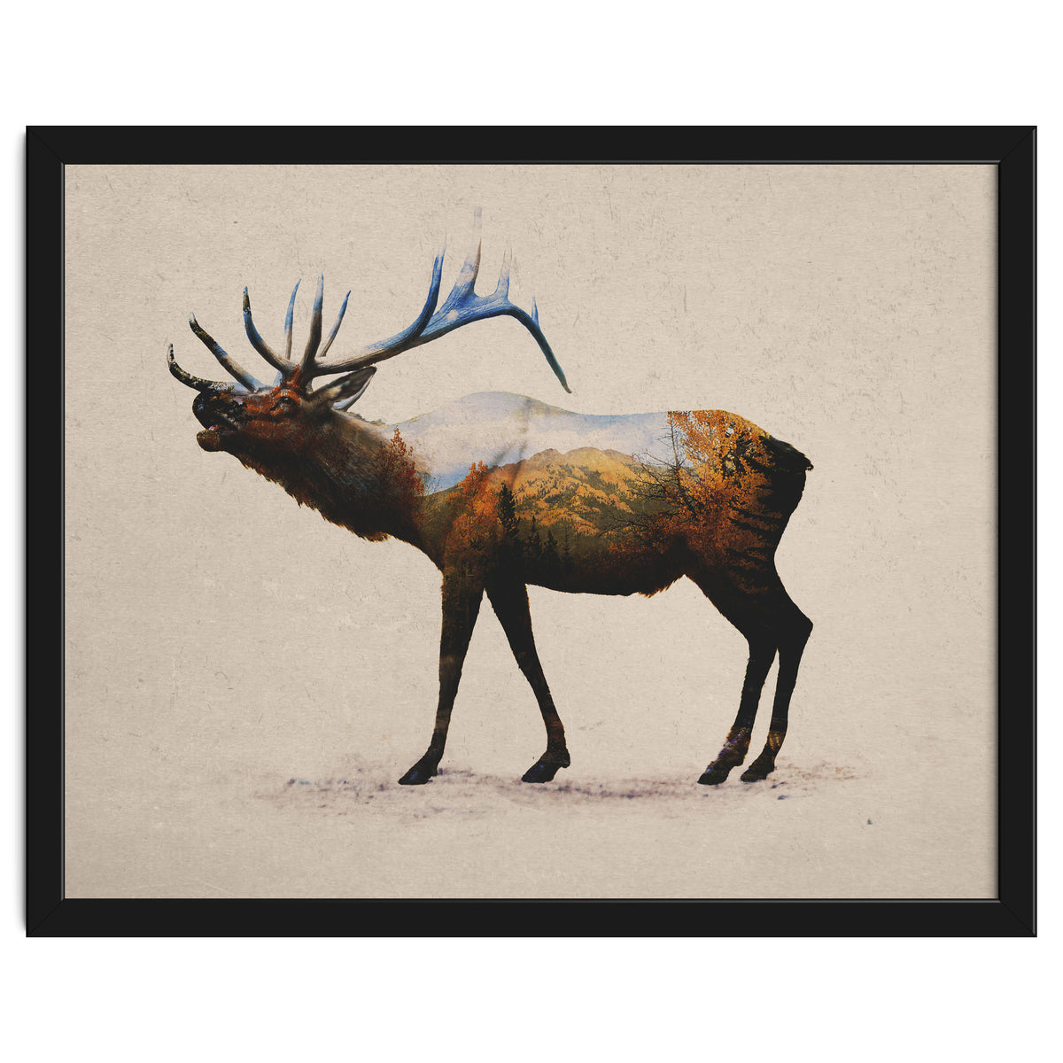 The Rocky Mountain Elk