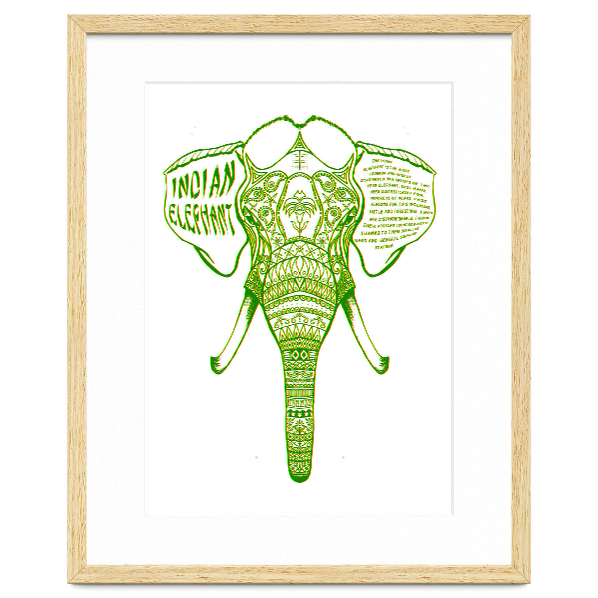Indian Elephant