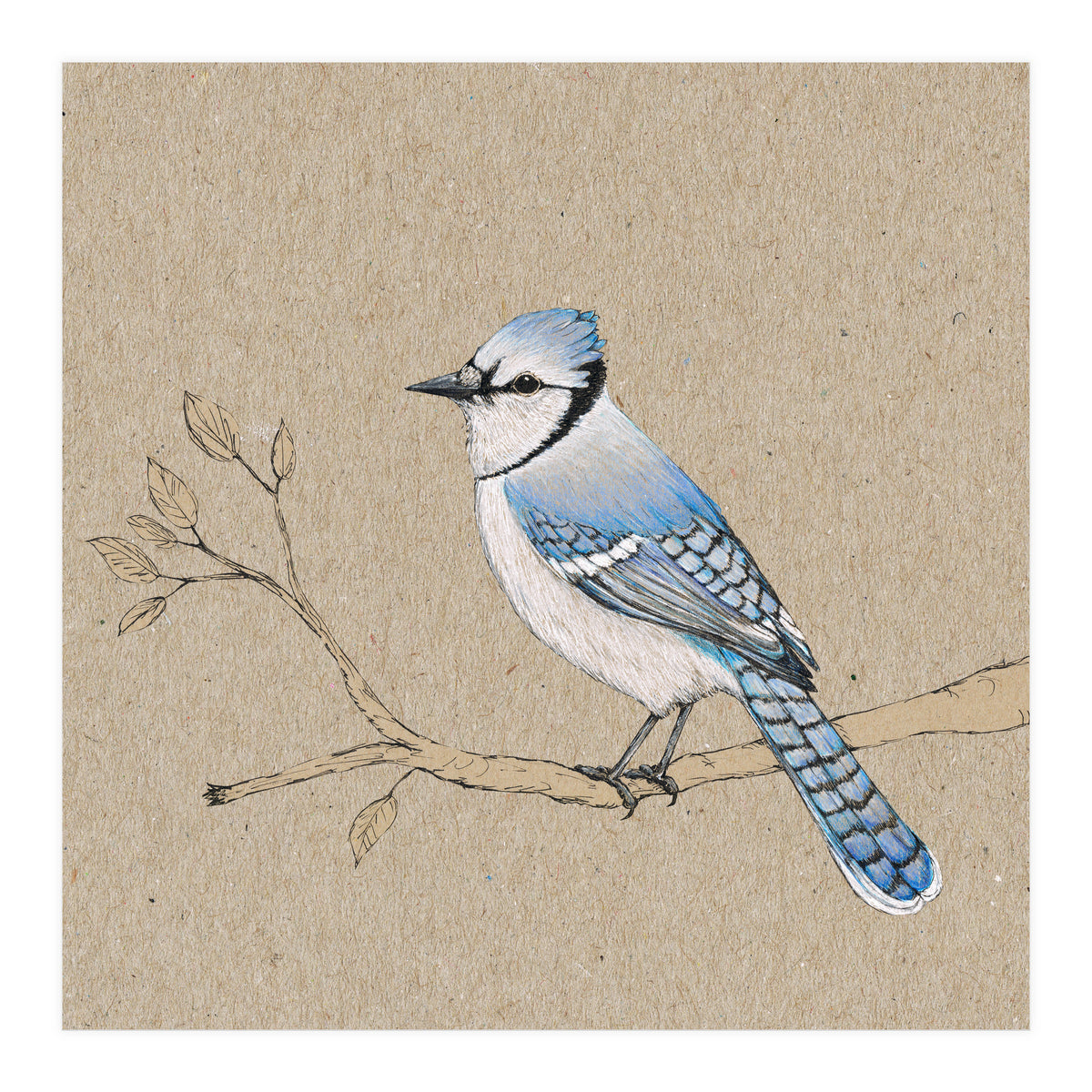 Blue jay (Print Only)