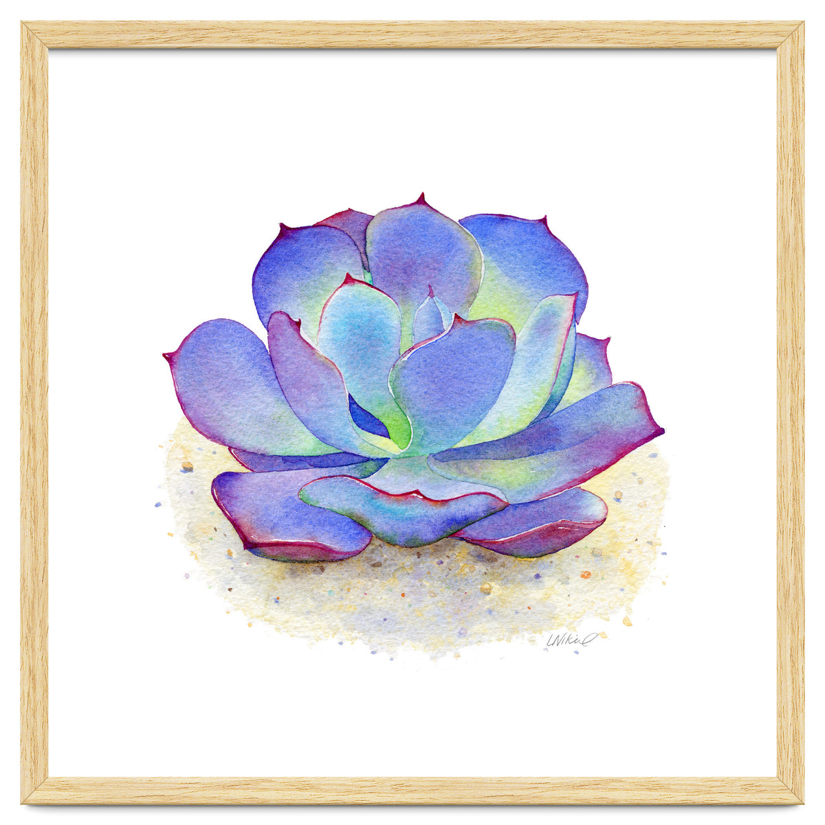 Blue Echeveria Succulent