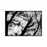 Black raven (Print Only) thumbnail