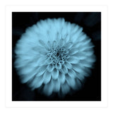 Asteraceae (Print Only) thumbnail