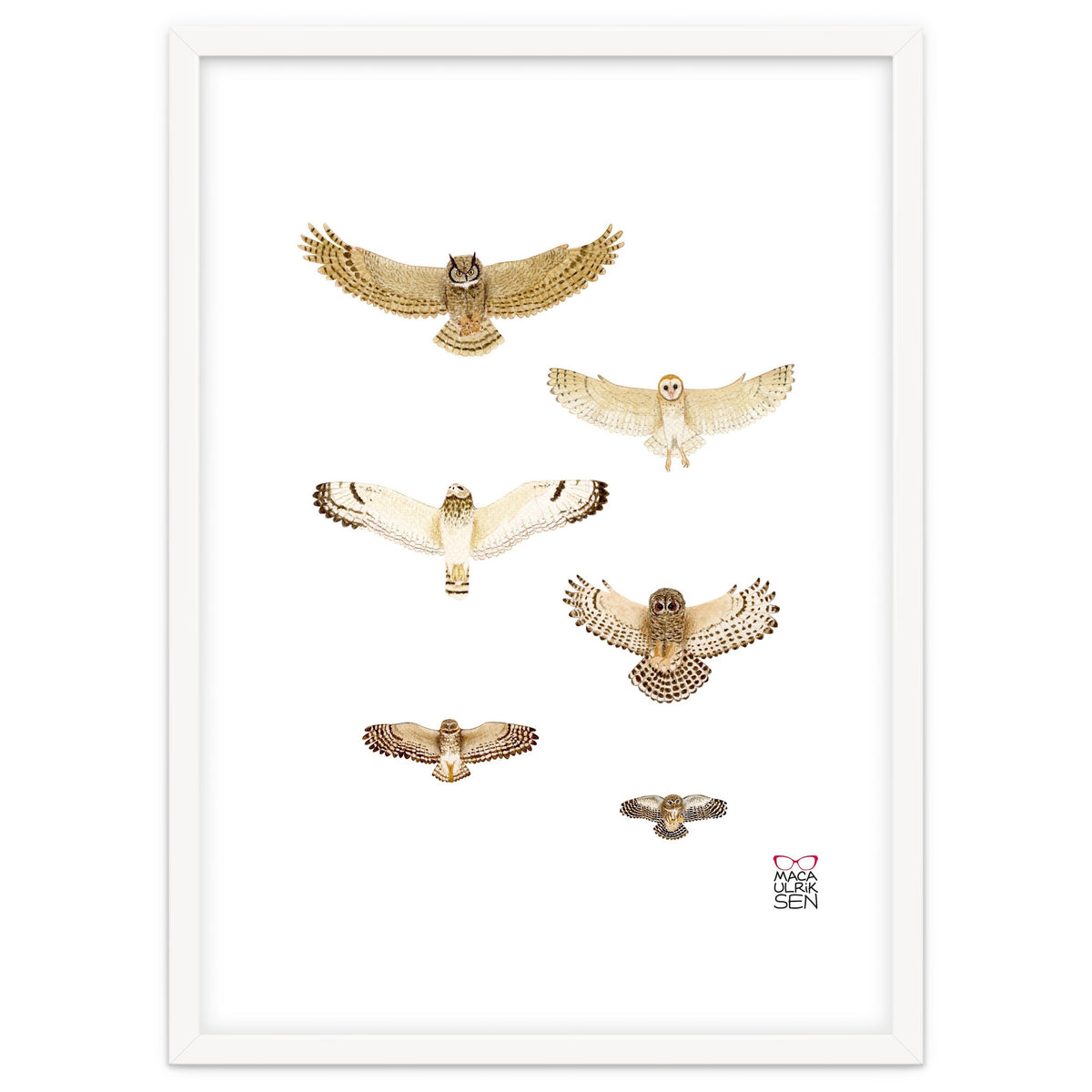 Typical owls & Barn owl