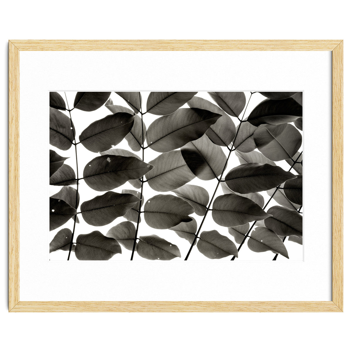 Branches and Leaves I