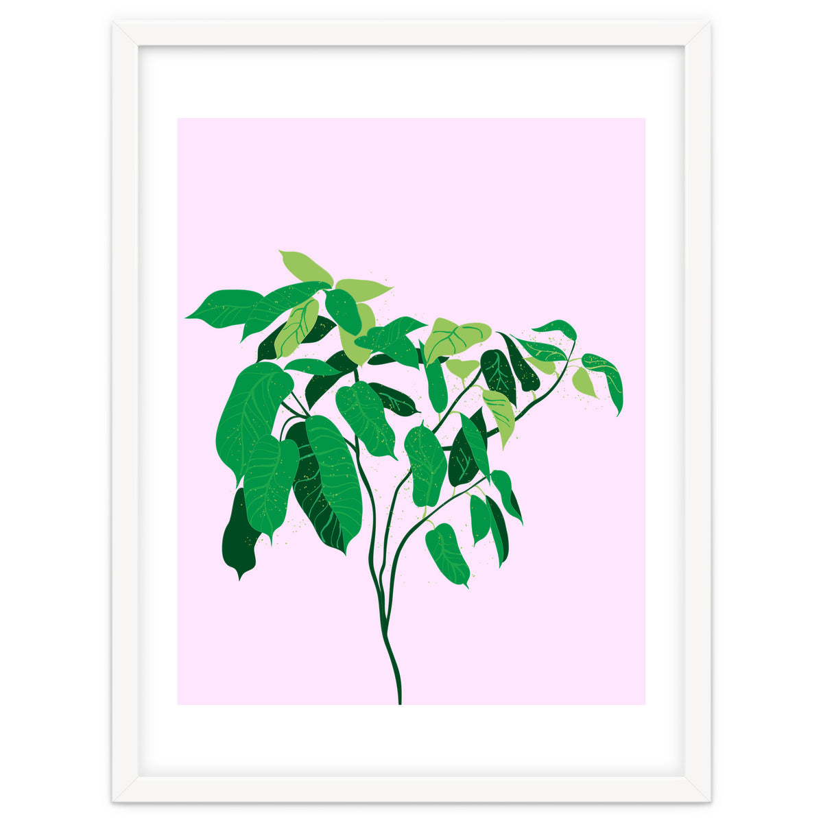Ficus on Pink Background