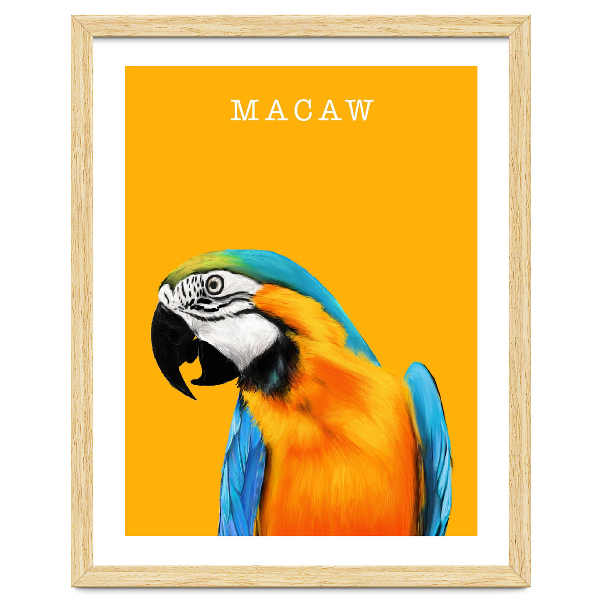 Macaw