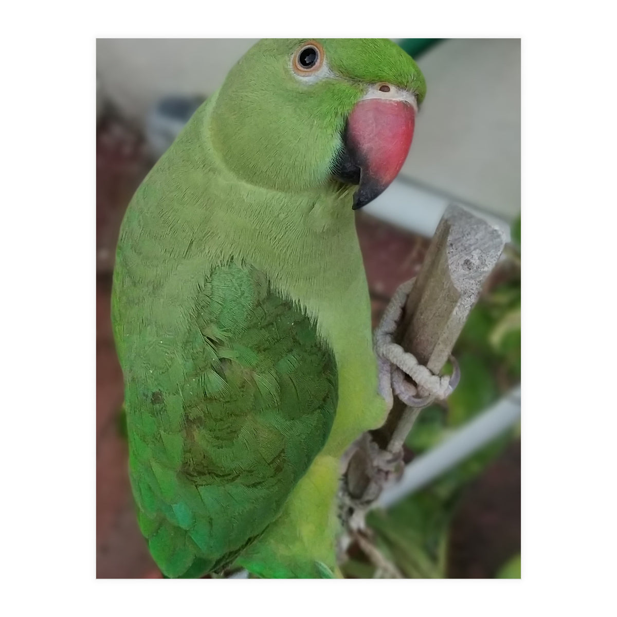 Lucky Indian Parakeet (Print Only)