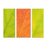 Autumn Leaves (Print Only) thumbnail