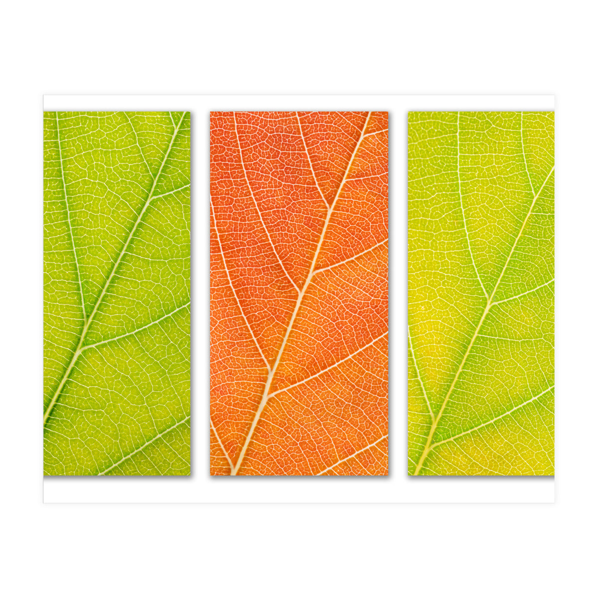 Autumn Leaves (Print Only)