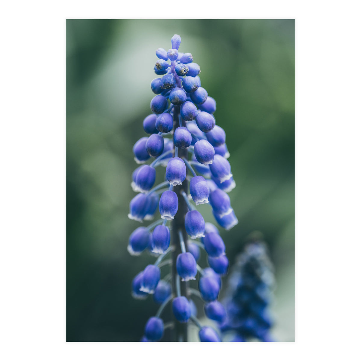 Blue Bells (Print Only)