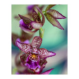 Orchidee Flower (Print Only) thumbnail