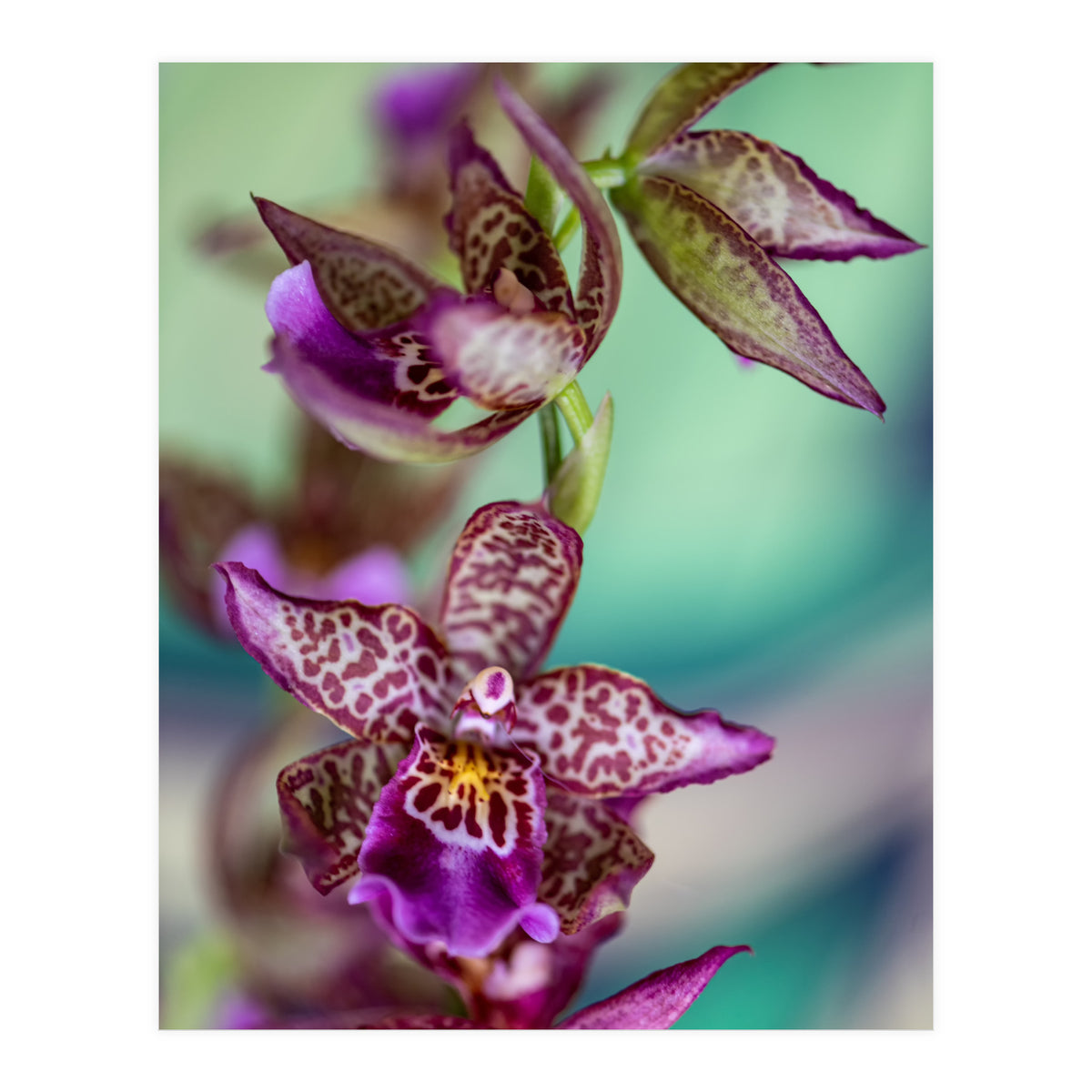 Orchidee Flower (Print Only)