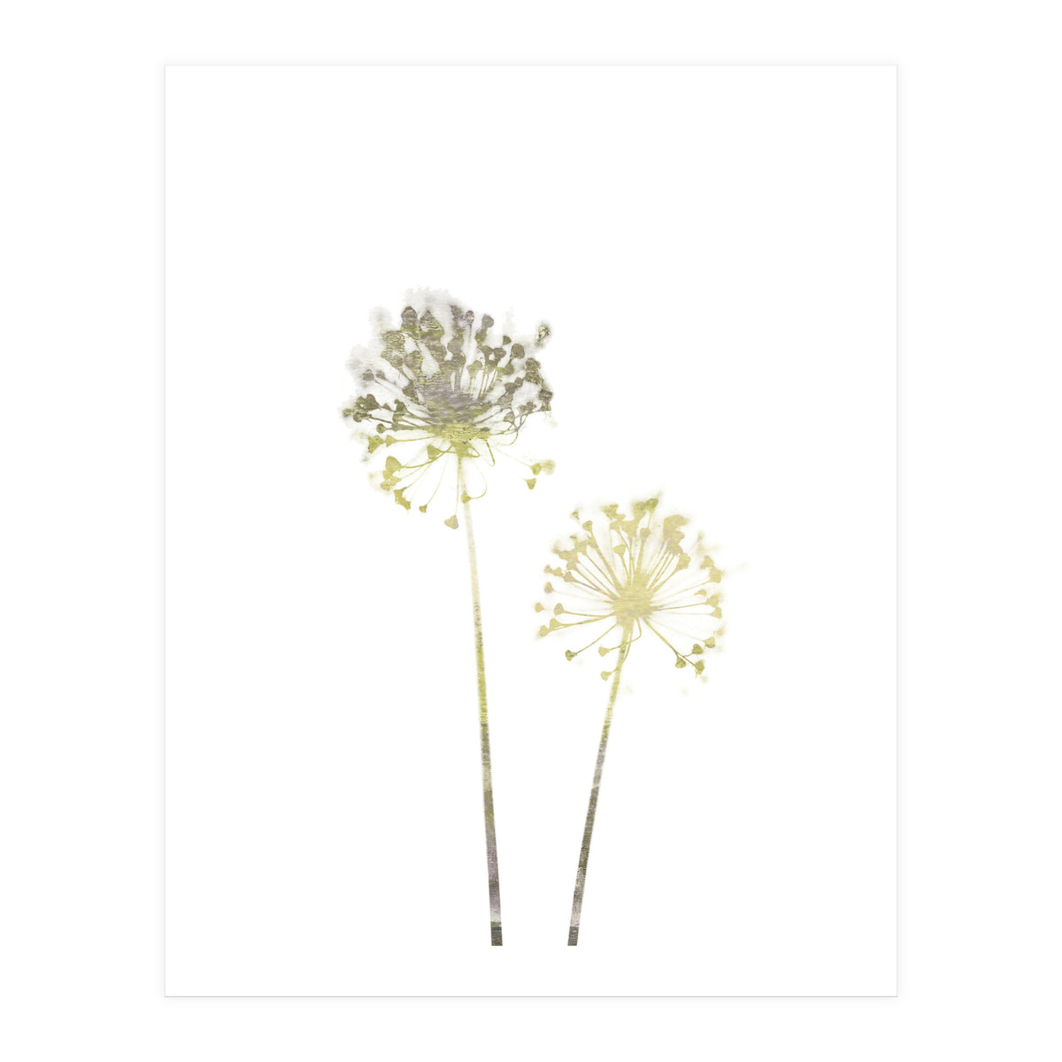Neutral Dandelions (Print Only)