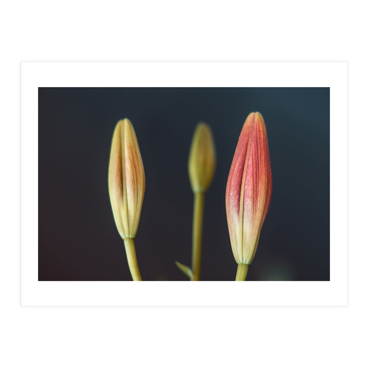 Triplets (Print Only)