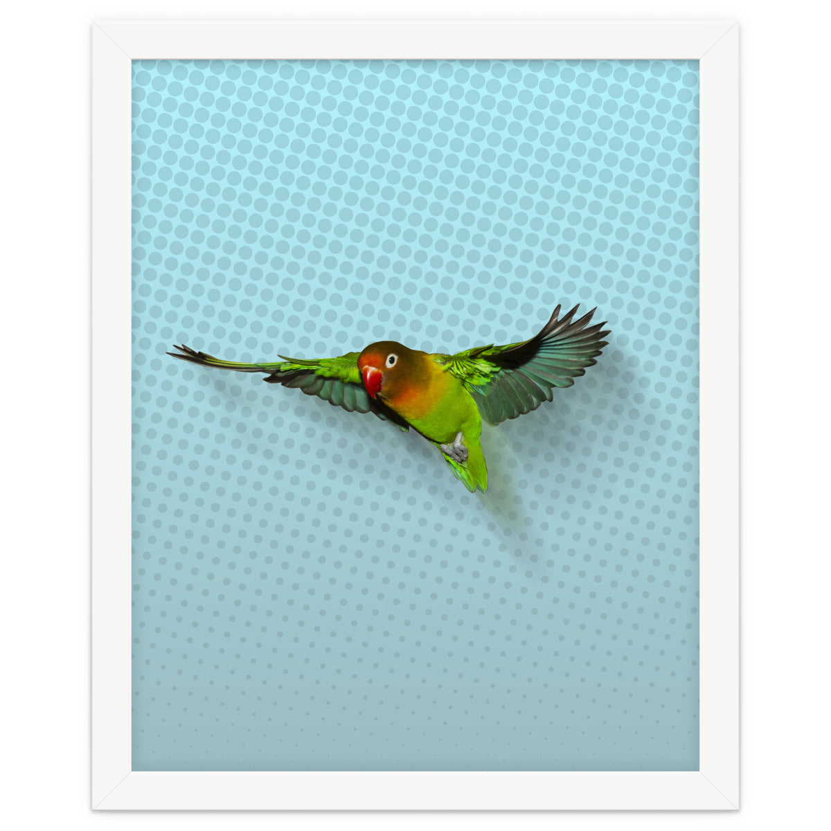 Flying lovebird