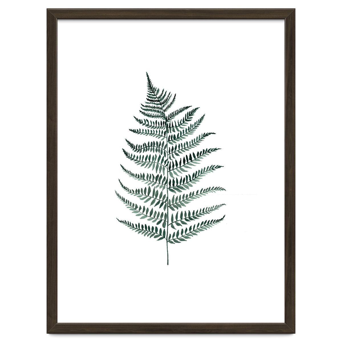 Botanical Illustration Silverfern