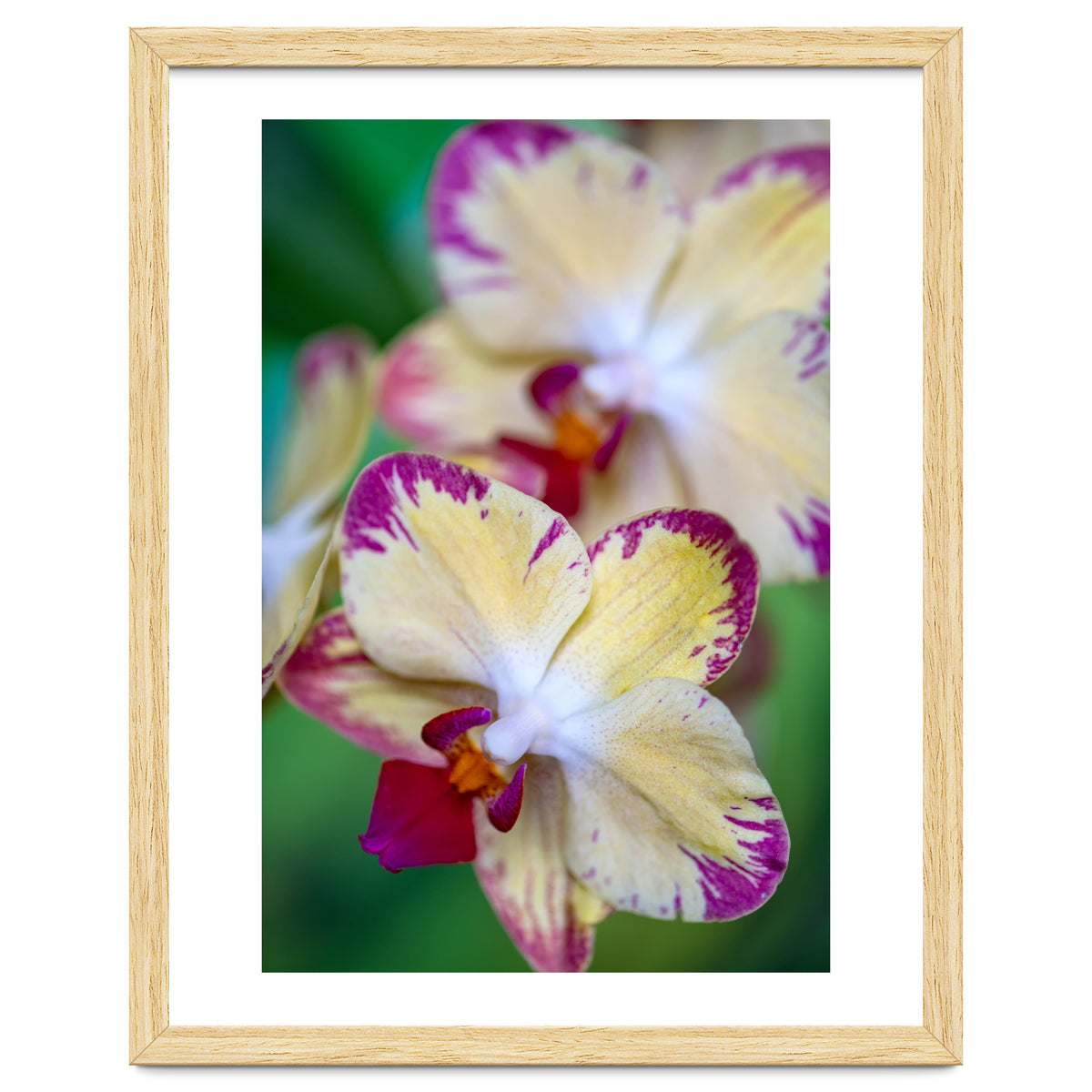 Orchidee Phalleanopsis