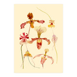 Orchids #2 (Print Only) thumbnail
