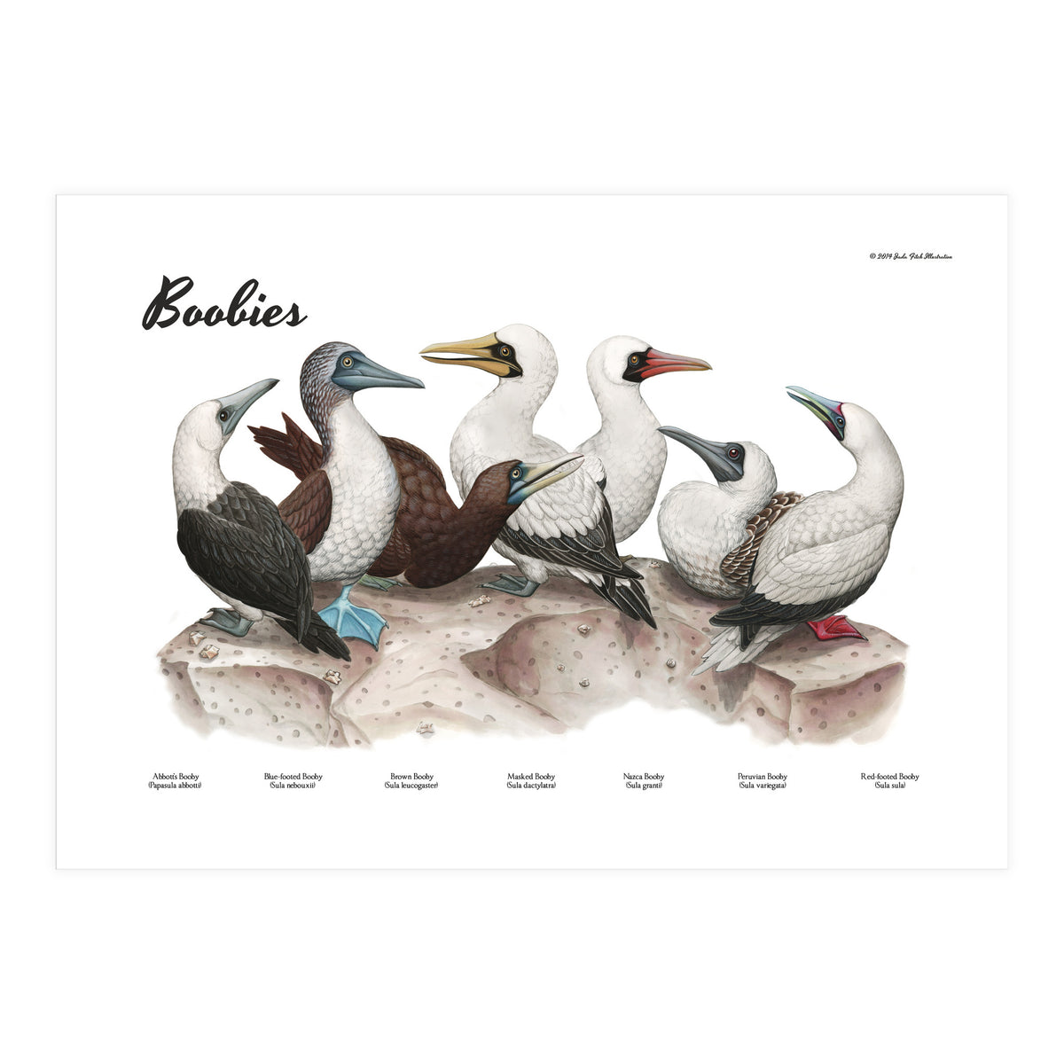 Boobies (Print Only)