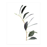 Untitled #14 - Eucalyptus (Print Only) thumbnail