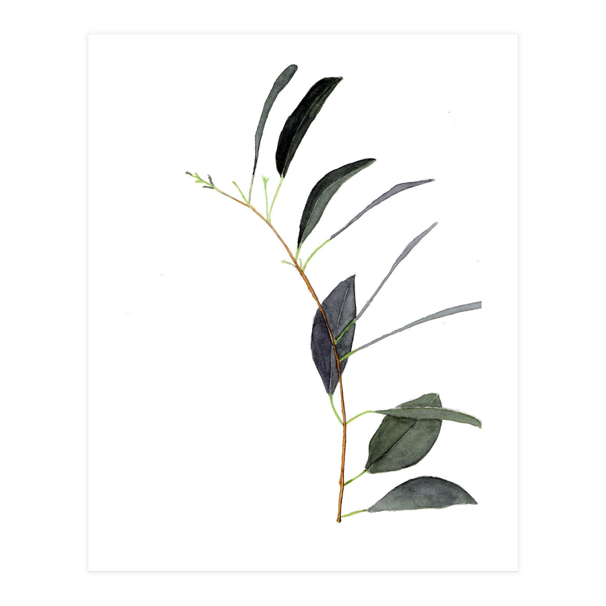 Untitled #14 - Eucalyptus (Print Only)