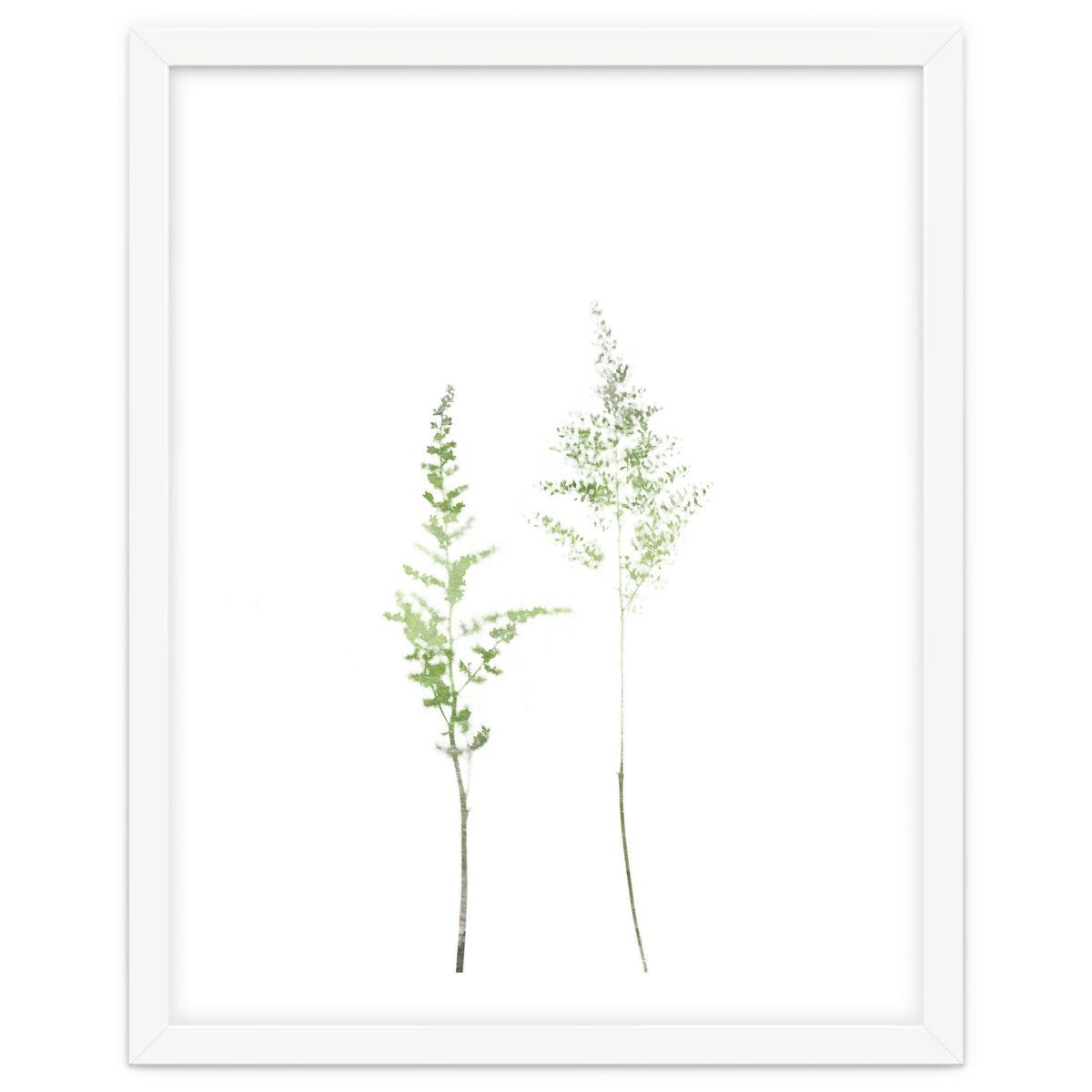 Olive Green Astilbe