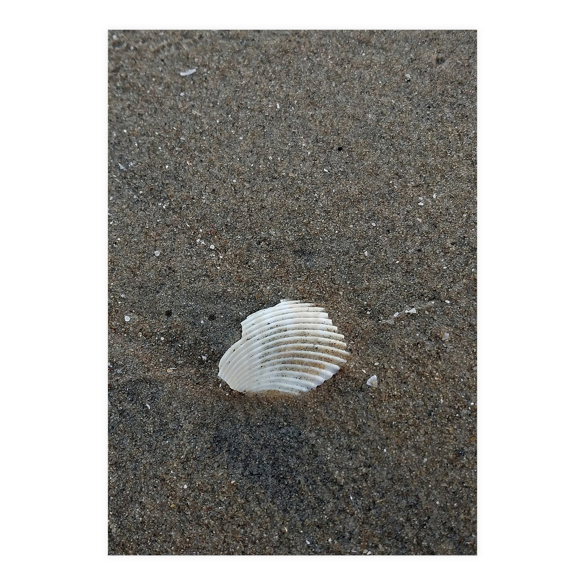 Shell in Sea Shore (Print Only)