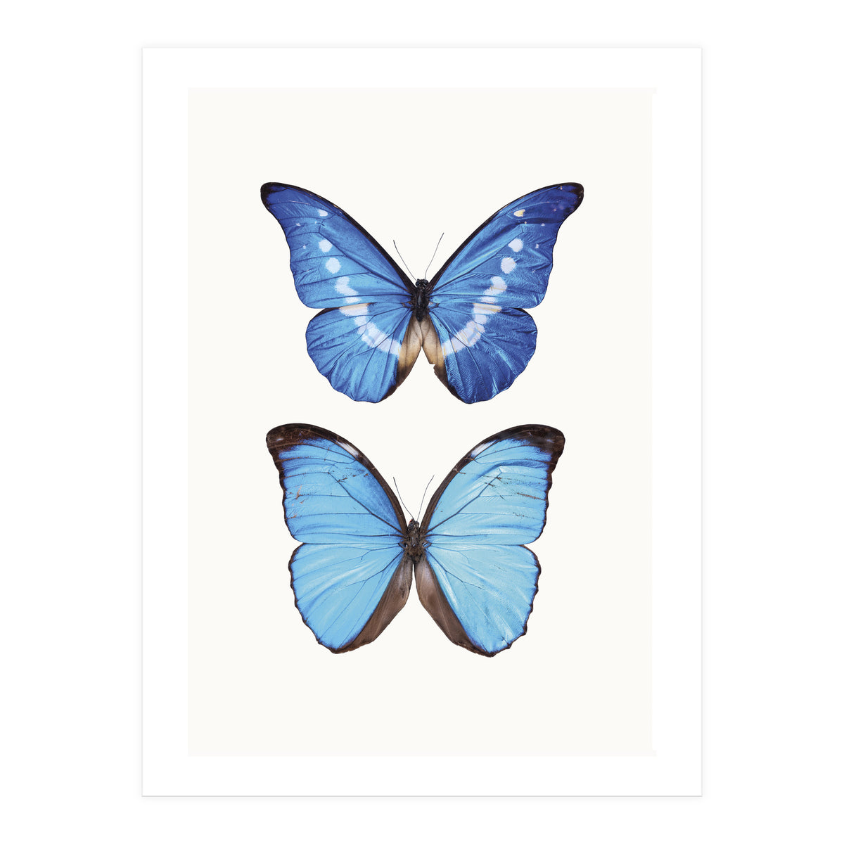 Cc Butterflies 05 (Print Only)