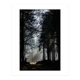 Misty Woodland Morning (Print Only) thumbnail