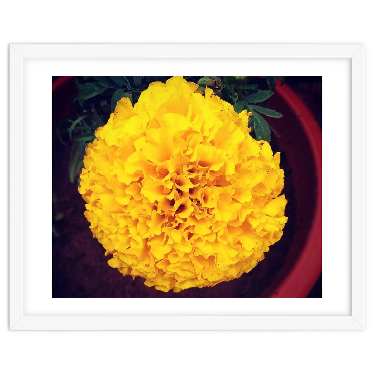 Yellow Chrysanthemum