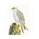 Cc Birds 03 (Print Only) thumbnail