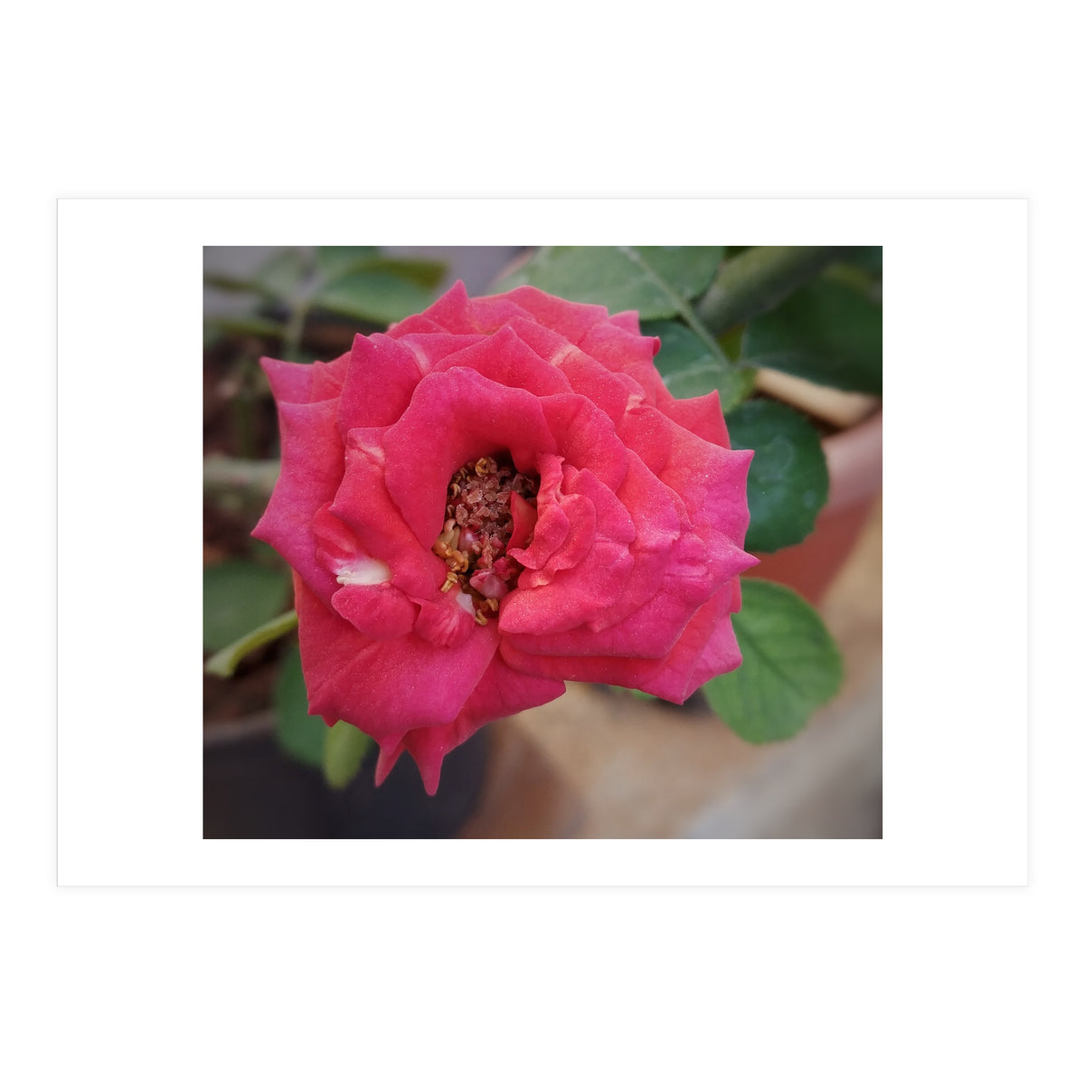 Blooming Red Rose (Print Only)