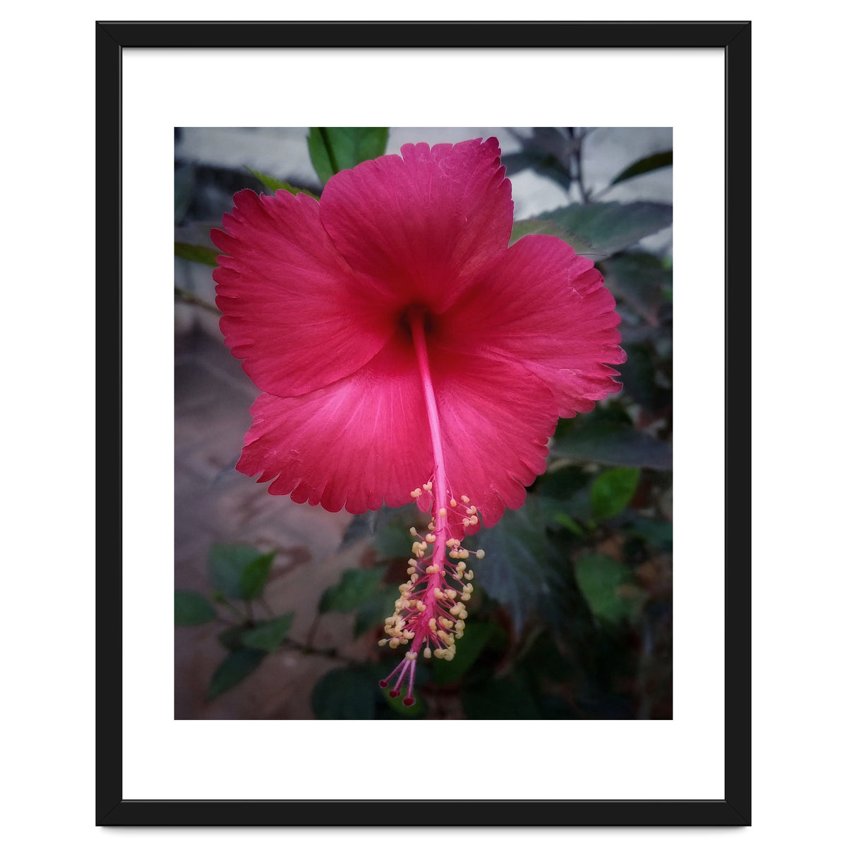 Beautiful Hibiscus Flora