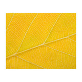Autumn Leaf (Print Only) thumbnail