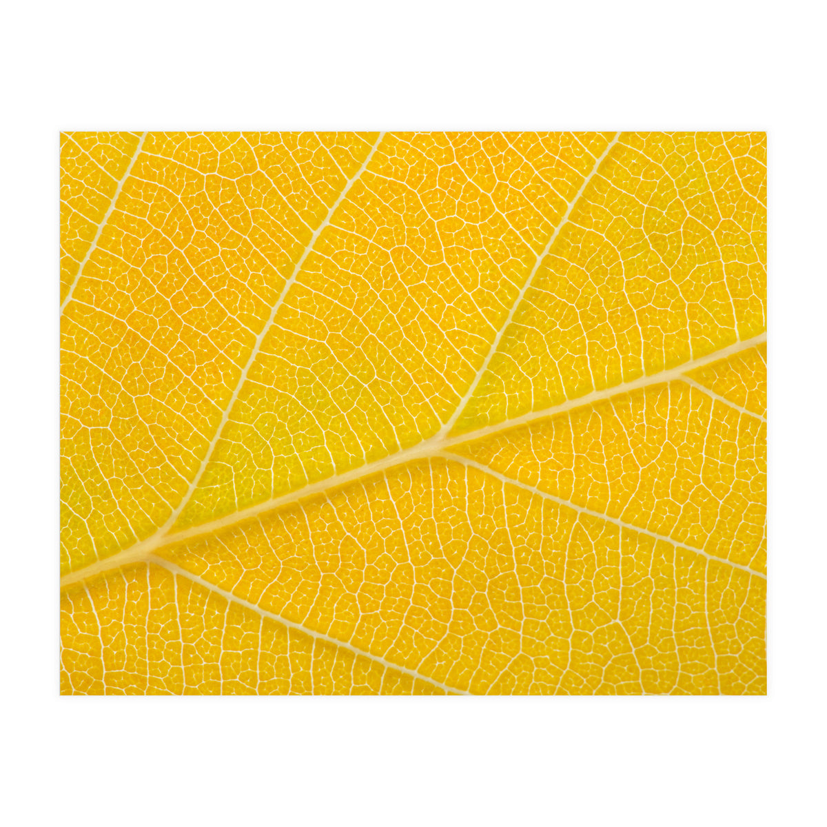 Autumn Leaf (Print Only)