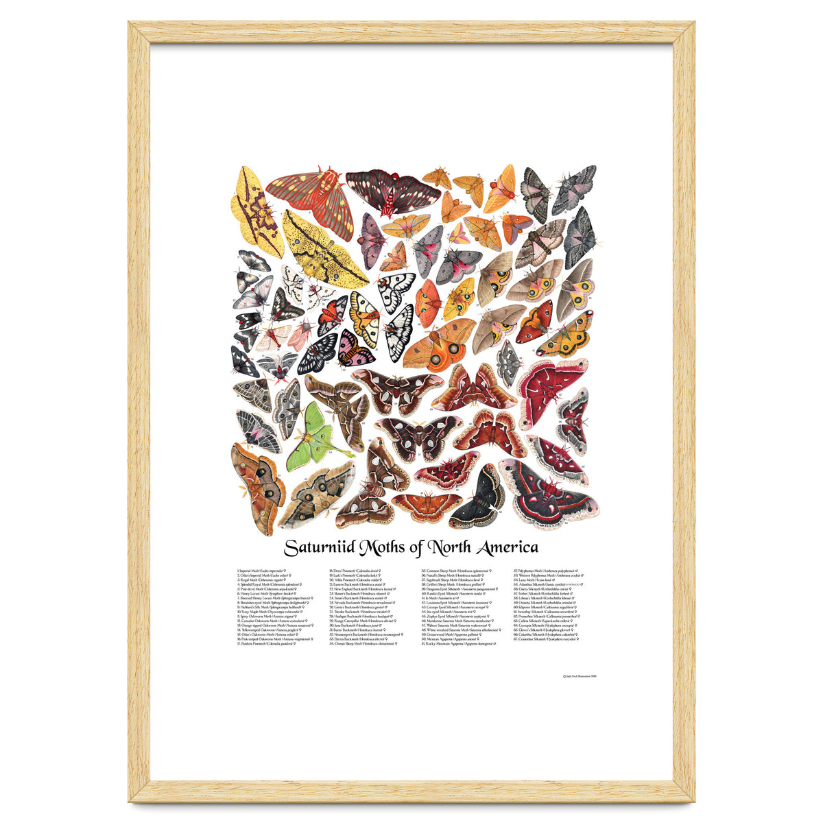 Saturniid Moths of North America