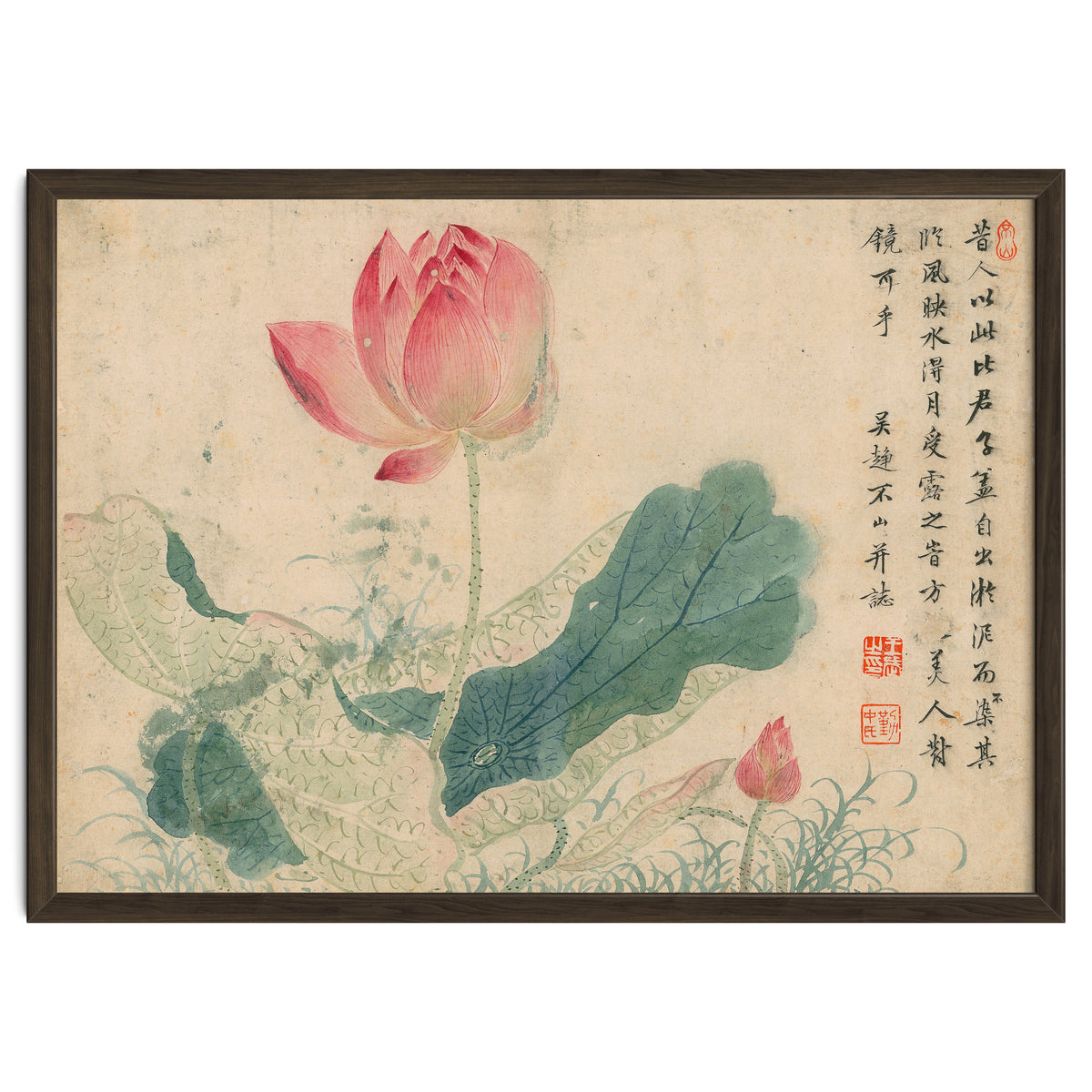 Qing Wangwu Flower album, lotus, lotus leaf, pond, copy of water grass