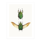 Cc Insects 02 (Print Only) thumbnail