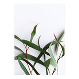 Green Eucalyptus leaves (Print Only) thumbnail