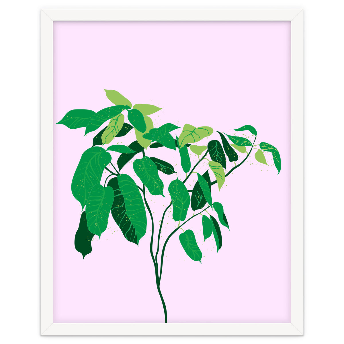 Ficus on Pink Background