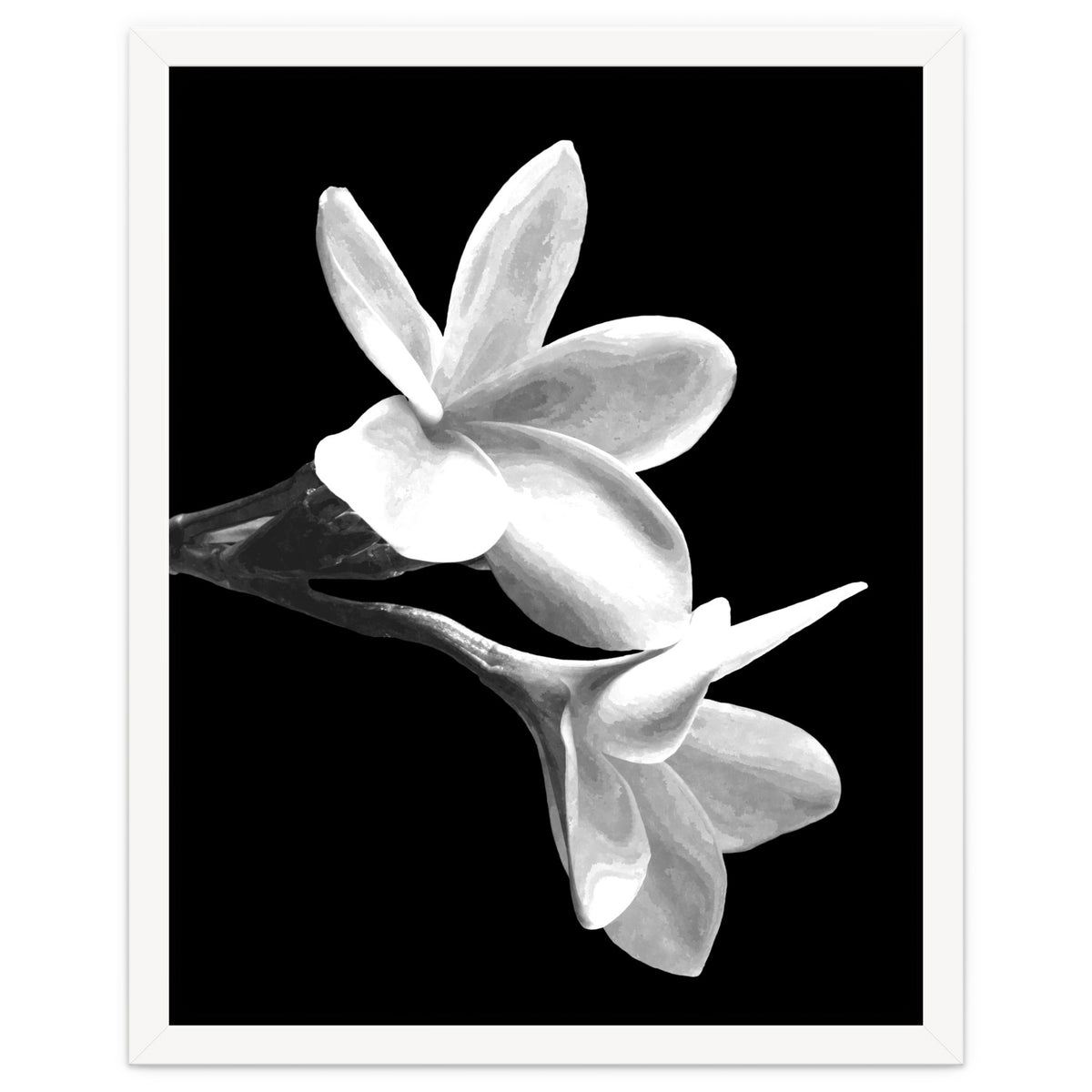 Black and White Flowers